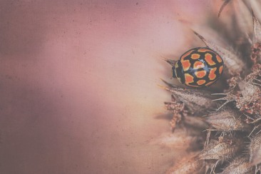 Ladybird Texture Low Contrast