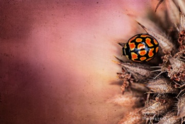 Ladybird Texture